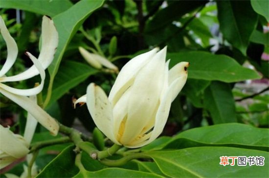 【白兰花】白兰花不可以种在庭院有哪些说法？