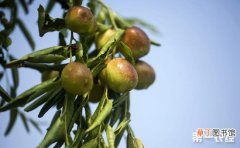 【种植】冬枣种植的春季管理技术有哪些？