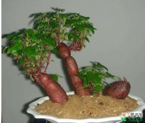 【盆栽】红薯盆栽的制做方法有哪些？