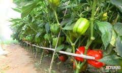 【栽培】甜椒的相关介绍 甜椒栽培技术有哪些？