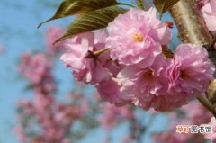 【生长习性】樱花的生长习性特征有哪些？