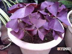 【植物】叶片紫色的植物图片有哪些？