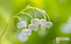 【铃兰花】铃兰花是什么铃兰简单介绍有哪些？