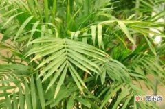 【病害】夏威夷椰子的病害防治有哪些？