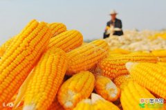 【高产】玉米高产种植技术及病虫害防治有哪些？