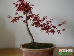 【红枫】盆栽红枫繁殖方法有哪些？