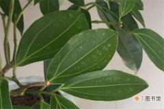 【树叶】平安树叶子黄斑点的治疗方法有哪些？