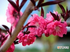 【繁殖】榆叶梅的繁殖方式有哪些？