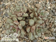 Graptoveria amethorum 【养护方法】葡萄养护方法有哪些？
