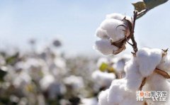 【种植】棉花的种植时间和方法有哪些？
