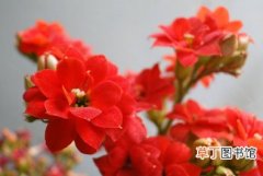 【宫灯长寿花】宫灯长寿花的基本知识有哪些？