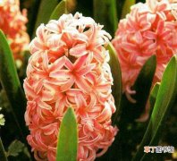 【开花】让四季秋海棠常年开花需采取哪些措施？