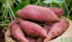 【种植】红薯的种植技术有哪些？