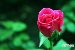 【种植】夏季种植玫瑰花的注意事项有哪些？