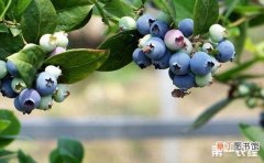【种植】蓝莓种植的田间管理技术有哪些？