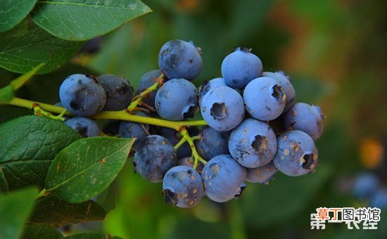 【种植】蓝莓种植的田间管理技术有哪些？