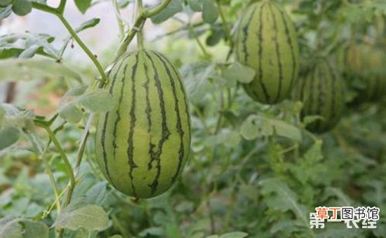 【种植】小型西瓜的高效种植技术有哪些？