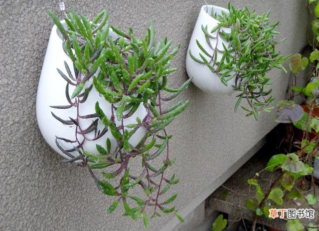 【盆栽】冬天紫玄月盆栽养护方法有哪些？