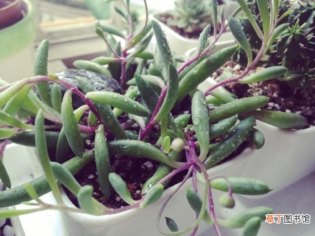 【盆栽】冬天紫玄月盆栽养护方法有哪些？