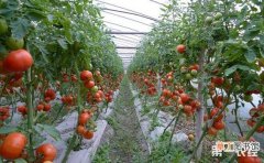 【西红柿】早春大棚西红柿的高产栽培技术有哪些？