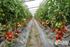 【原因】番茄枯萎病发生的原因和防治方法有哪些？
