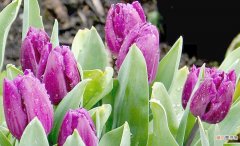 【郁金香】紫色郁金香的花语及传说有哪些？