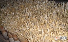 【季节】金针菇的反季节种植技术有哪些？
