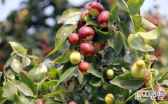 【方法】提高枣树坐果率的方法介绍有哪些？