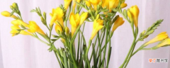 【花】香雪兰鲜切花保鲜方法有哪些？