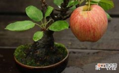 【盆景】苹果树盆景的制作与养护有哪些？