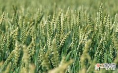 【小麦】小麦灌浆期的管理措施有哪些？