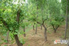 【树】杏树病虫害防治方法有哪些？