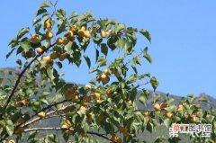 【树】杏树常见的病虫害有哪些？