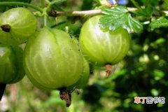 【养殖方法】鹅莓的养殖方法有哪些？