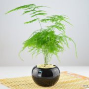 【文竹】植物文竹的图片大全有哪些？