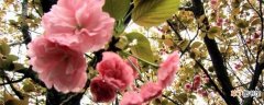 【月份】杭州花圃3月份花卉有哪些？