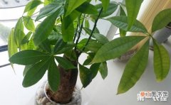 【盆栽】7种能旺风水的盆栽植物介绍有哪些？