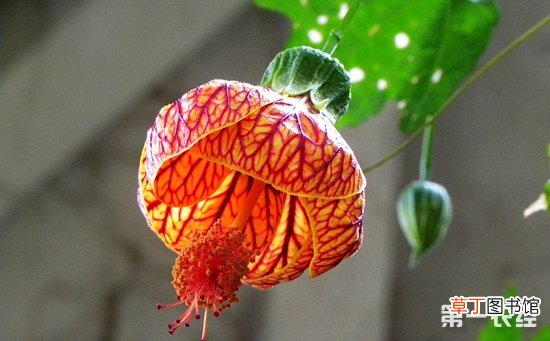 【盆栽】5种寓意美好的盆栽植物介绍有哪些？