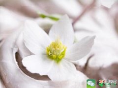【盆栽】室内盆栽花卉的繁殖方法有哪些？