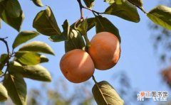【种植】柿子树的种植时间和方法有哪些？