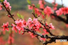 【秋天】桃花秋天养殖方法有哪些？