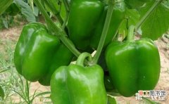 【方法】青椒的种植时间和方法有哪些？