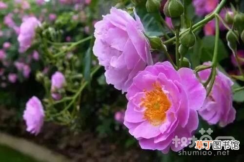 【玫瑰花】蔷薇花和玫瑰花的5个区别有哪些？