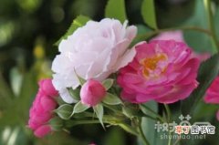 【玫瑰花】蔷薇花和玫瑰花的5个区别有哪些？