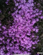 【紫色】盆栽紫色满天星图片有哪些？