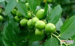 【种植】枣树的种植时间和方法有哪些？