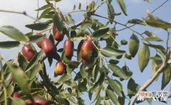 【种植】枣树的种植技术与管理有哪些？