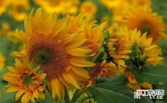 【种植】观赏向日葵的种植技术有哪些？