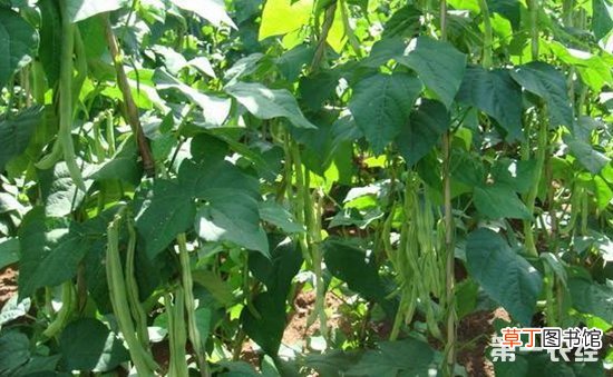 【种植】四季豆的种植时间和方法有哪些？