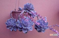 【养殖方法】紫珍珠的养殖方法有哪些？